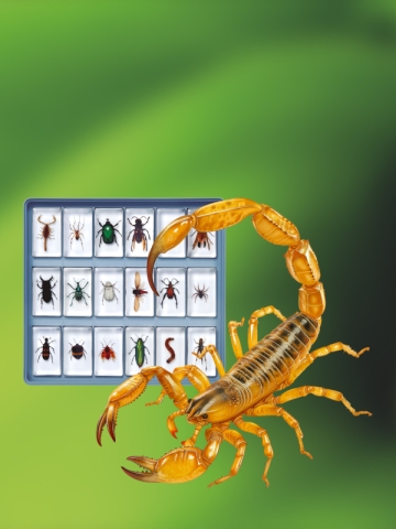 INSECTES ET BESTIOLES 2023 011 INSECTES ET BESTIOLES 2023 011